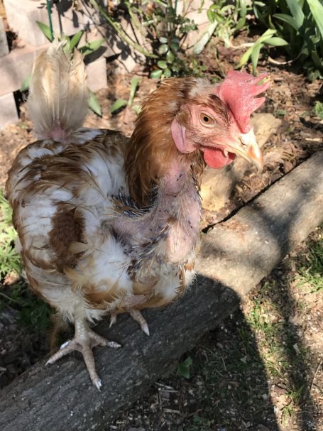 Hühnchen mit braunem Gefieder steht auf einem Holzbalken in einer Gartenumgebung.