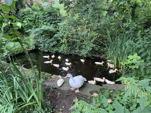 Graue Gans und zahlreiche Entenküken am Rand eines kleinen Teichs, umgeben von Pflanzen.