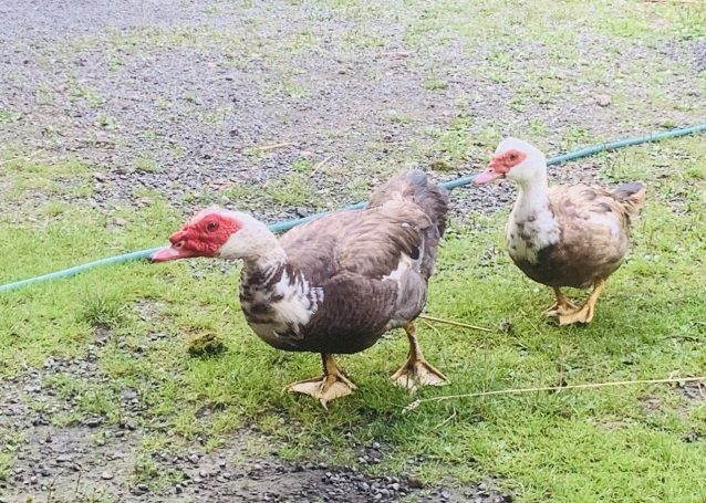 Zwei Enten mit braunem Gefieder auf grünem Gras, eine mit rotem Kopf.