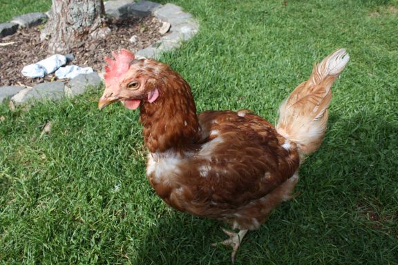 Eine braune Henne mit roten Federn steht auf grünem Gras.