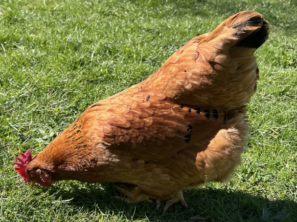 Braune Henne mit rotem Kamm, die auf grünem Gras pickt.
